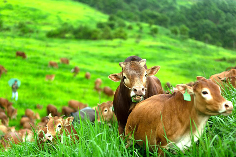 广南高峰牛养殖