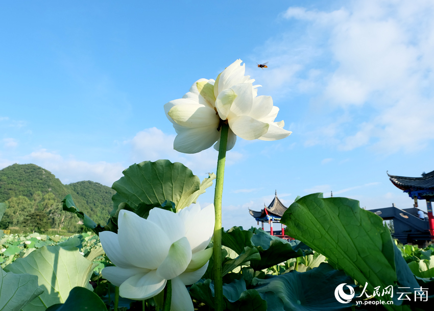 此前在普者黑景区拍到的白色并蒂莲。张文东摄
