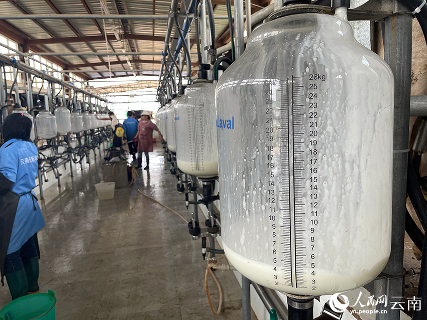 云南元新乳业有限公司的奶牛基地里，牛奶正在挤出。人民网记者 程浩摄