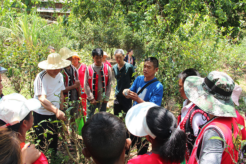 云南省澜沧县以科普力量助力茶产业发展。澜沧县融媒体中心供图1