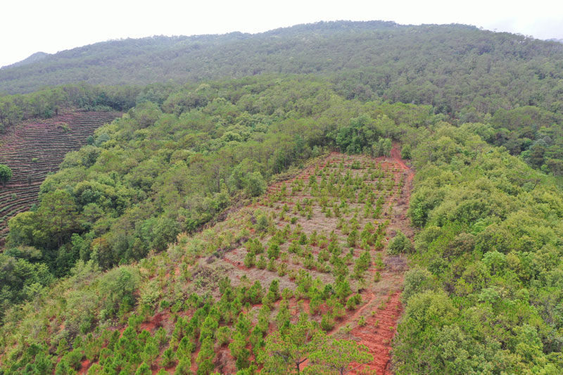 振太鎮塘坊村毀林種茶恢復圖斑地塊。鎮沅縣融媒體中心供圖