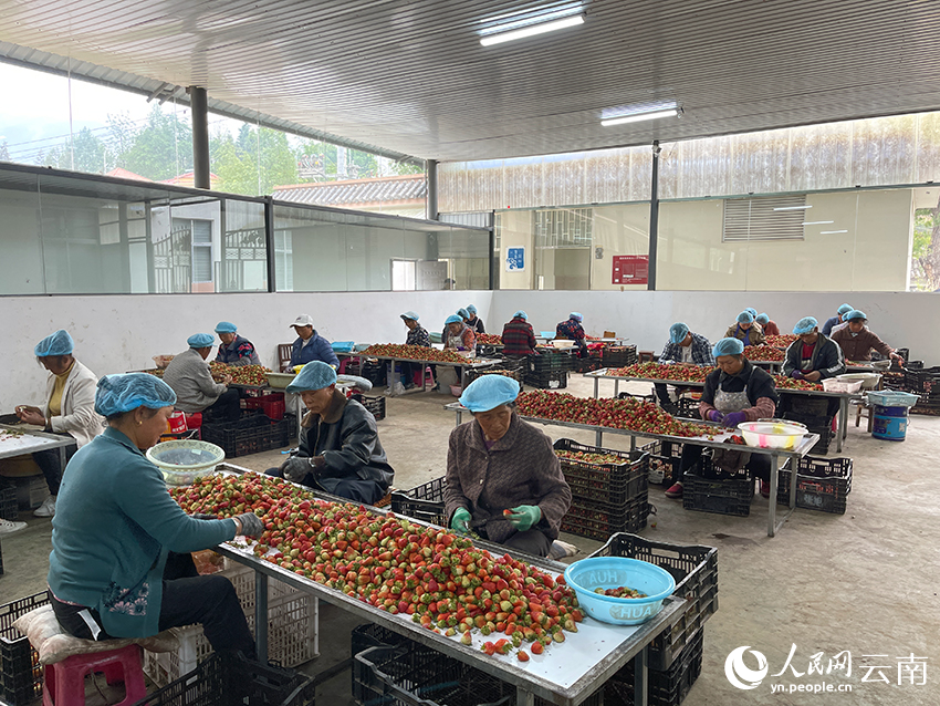 当地一家公司的草莓分拣车间，务工人员正忙着分拣草莓。人民网记者 程浩
