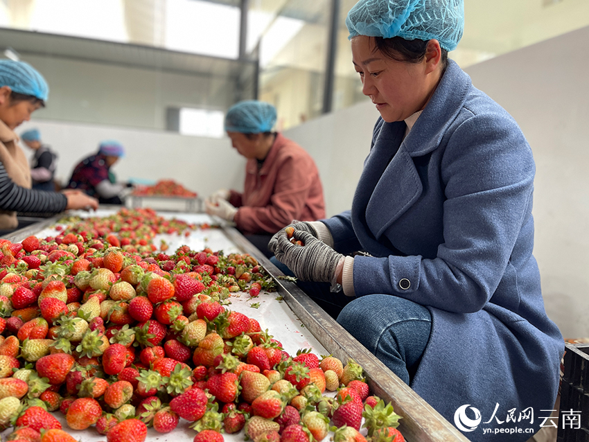 当地一家公司的草莓分拣车间，务工人员正忙着分拣草莓。人民网记者 程浩 (1)