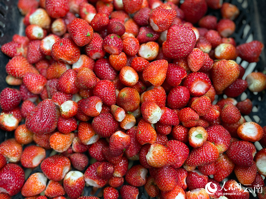 分拣好的草莓。人民网记者 程浩