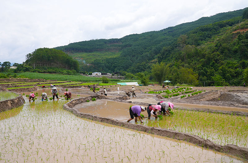 在力所乡南亢村农田里，村民们正忙着种植夏季水稻。奚川江摄