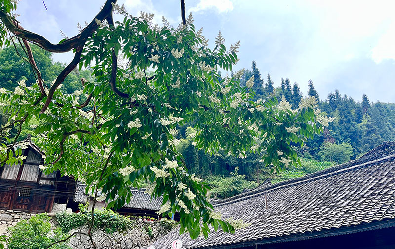 苗寨千年川黔紫薇古樹再迎花期。