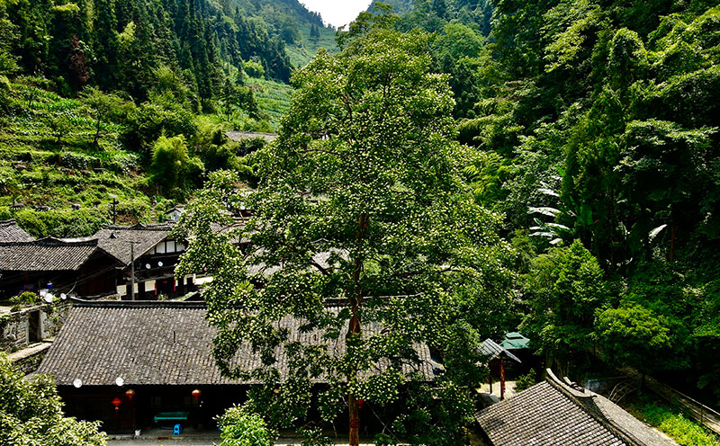 苗寨千年川黔紫薇古树再迎花期。