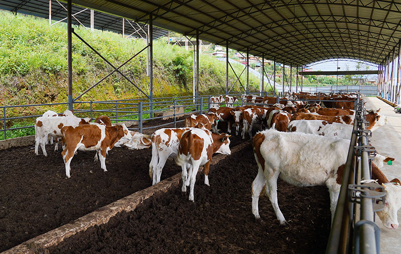 雲南西盟：做好“2345”件事-招商引商助推“牛產業”-。李毅攝