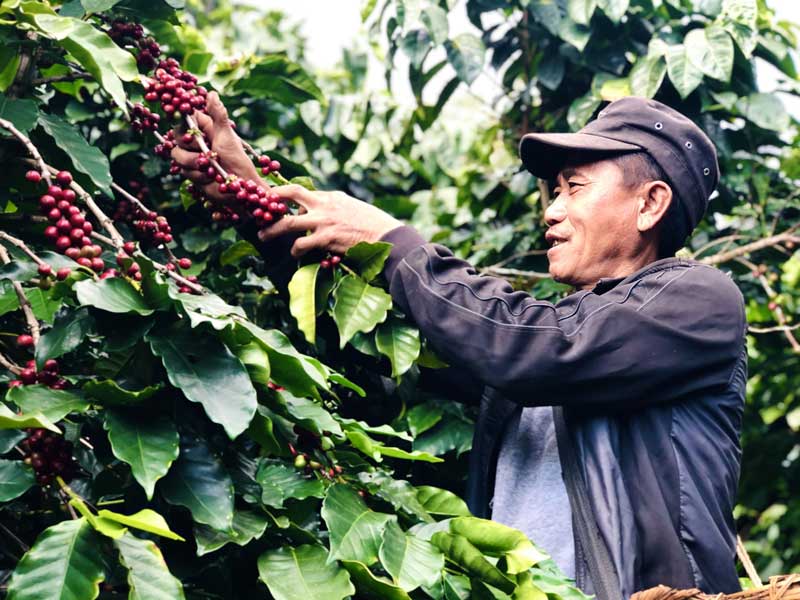 咖啡是西盟县力所乡力所村的主导产业之一。为了把助推当地咖啡产业蝶变升级和村集体发展有机结合起来。-艾嘎摄