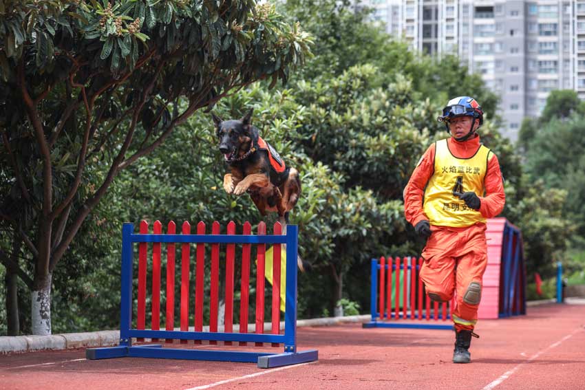 搜救犬跳栏。昆明市森林消防支队供图