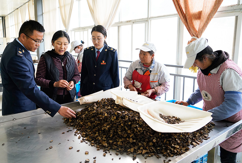 迪庆州税务部门选派驻企联络员走访当地药材生产一线,点对点为企业精准推送税费政策。曾超摄