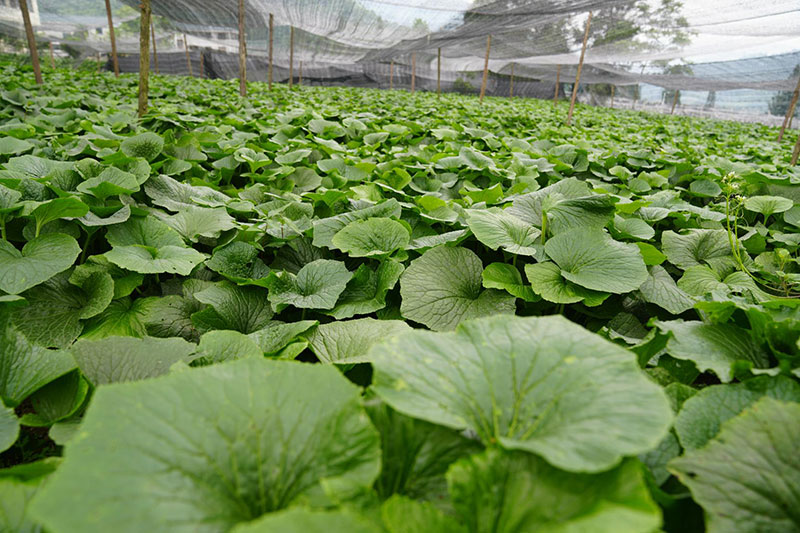 拍摄时间：2023年5月14日--双河山葵种植基地