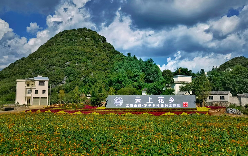 罗平县板桥镇“云上花乡”一景。
