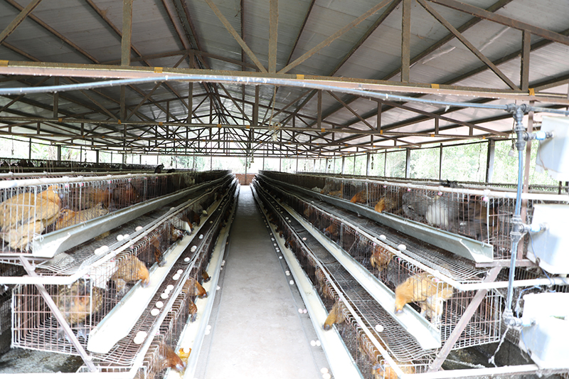 当地一家乌骨鸡养殖基地。景东县融媒体中心供图