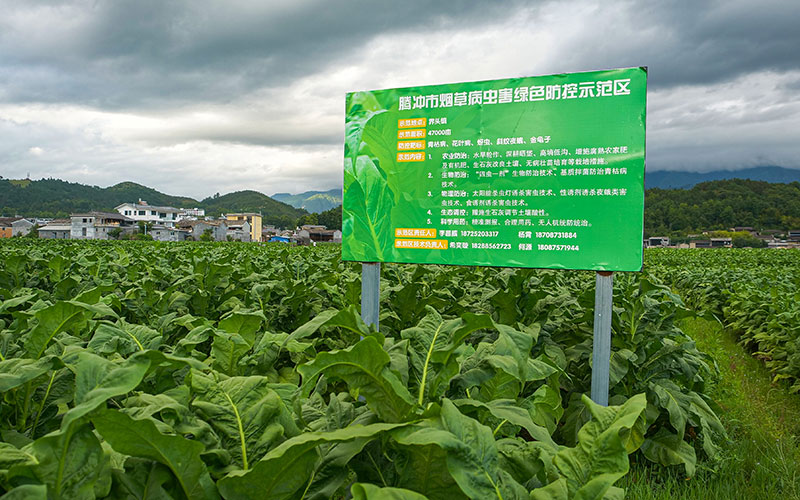 病虫害绿色防控示范区。
