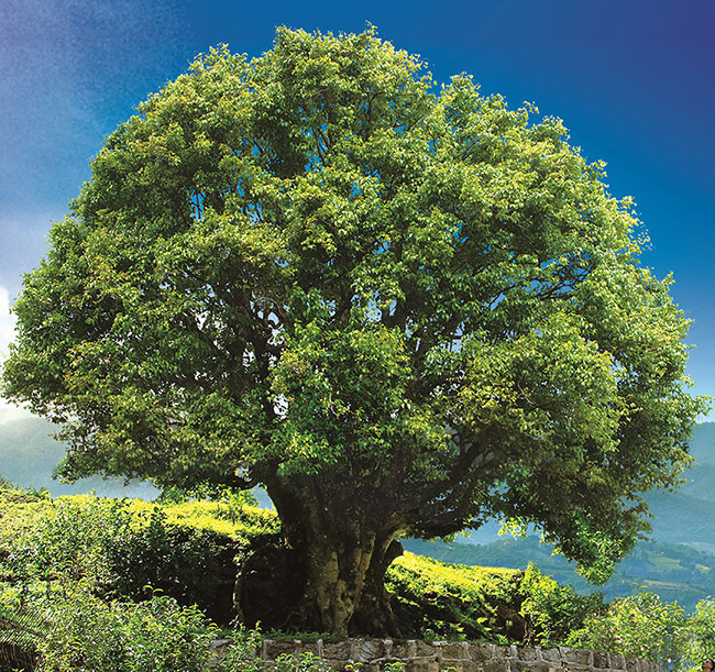 錦秀茶尊，一棵樹齡約3200多年的古茶樹。鳳慶縣委宣傳部供圖