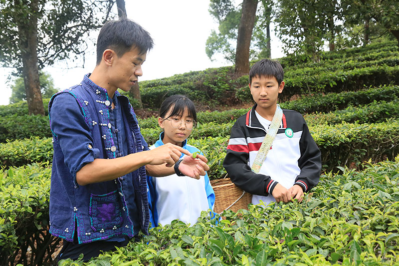 李明泽向学生讲授如何规范采摘茶叶鲜叶。宁洱县融媒体中心供图
