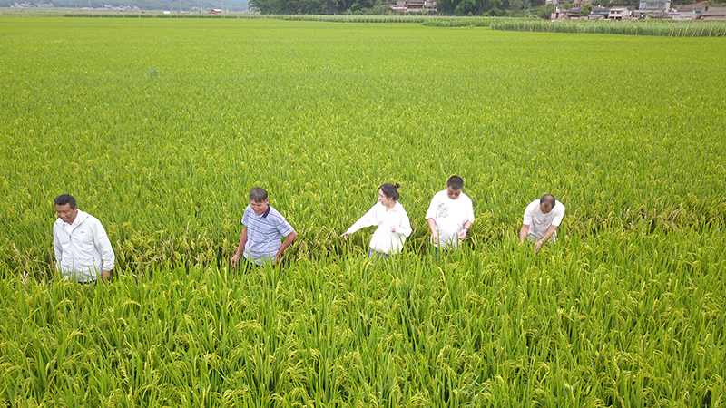 景谷县水稻种植基地。