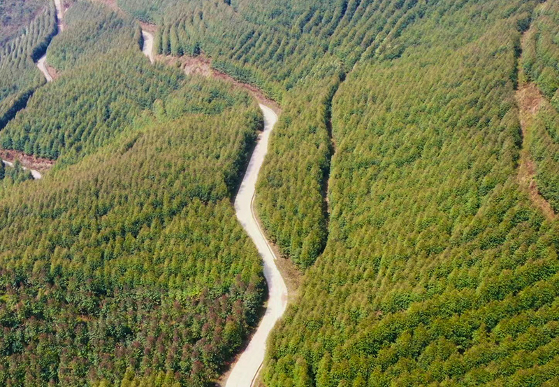 雲南西盟不斷厚植綠色發展底色，加快推進原料林基地建設。艾嘎攝