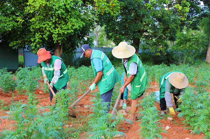 环卫工人正在打理金菊花。景东县融媒体中心供图