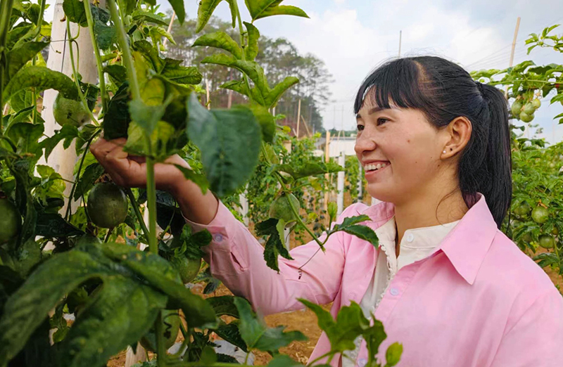 2023年5月1日罗太菊在自己的百香果地上查看挂果情况张锋摄