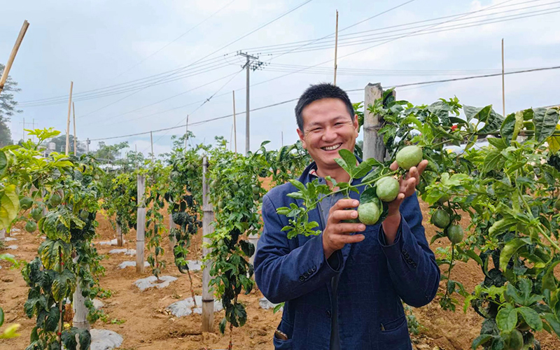 2023年5月1日滕桂强在自己的百香果地上查看挂果情况张锋摄