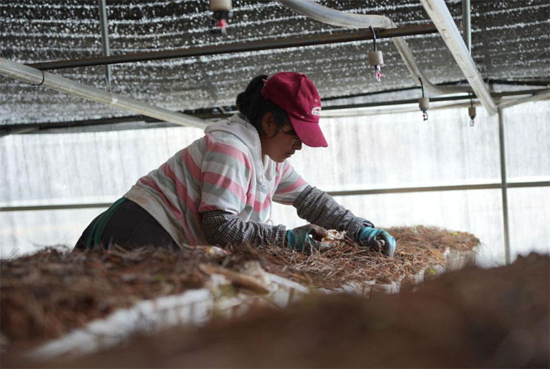 村民在食用菌种植大棚里劳作。香格里拉市融媒体中心供图