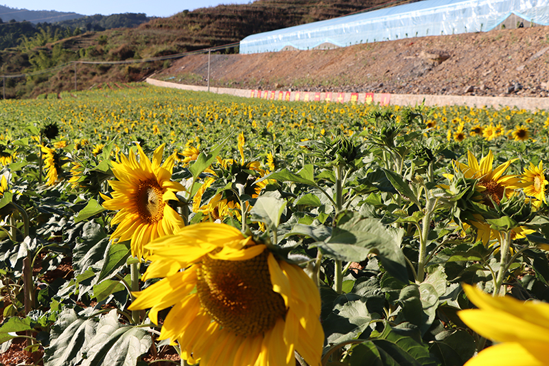 墨江数字花卉产业园种植的向日葵