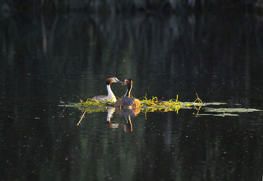 凤头䴙䴘水中嬉戏，尽享自然之美。李光明摄