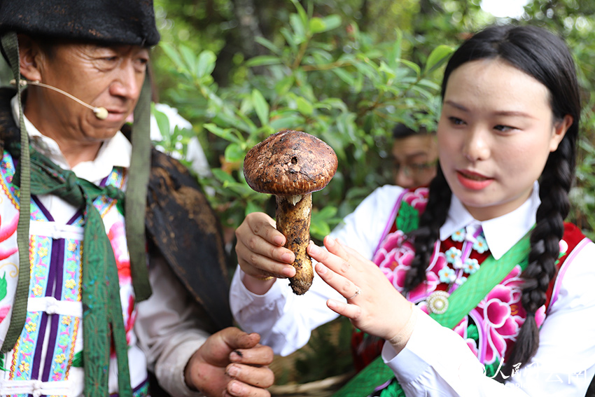 毕摩采摘的首朵松茸。人民网记者 李发兴摄