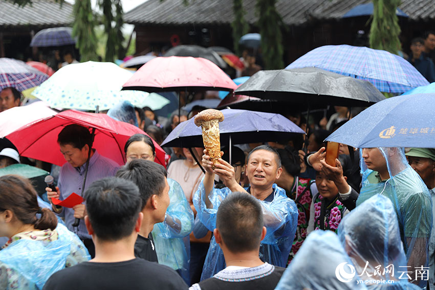 一名群众在展示参加菌王评选的松茸。人民网记者 李发兴摄