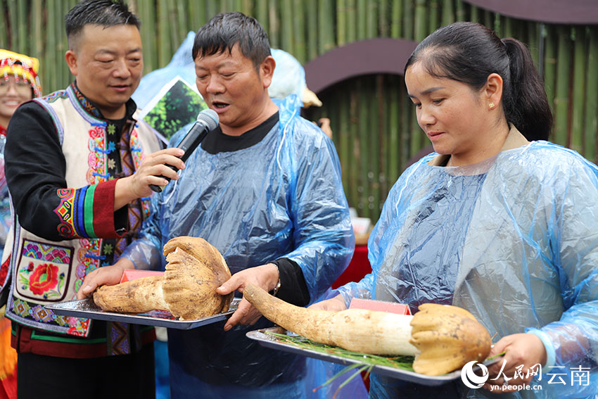 兩名群眾在展示參加菌王選拔賽的雞樅菌。人民網記者 李發興攝