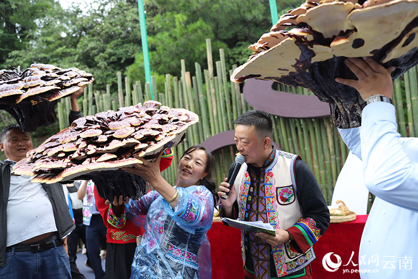 參賽者展示參加菌王選拔大賽的巨型靈芝菌。人民網記者 李發興攝