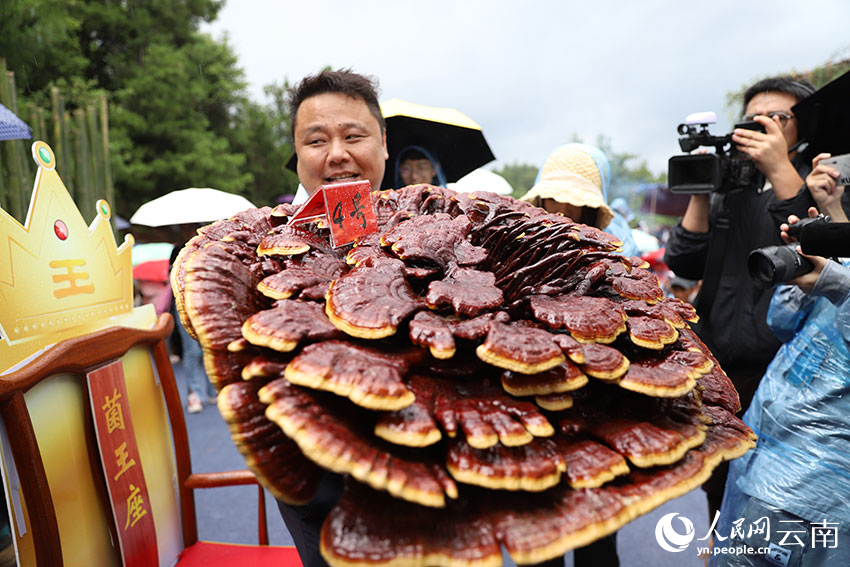參賽者在展示摘得菌王的巨型靈芝菌。人民網記者 李發興攝