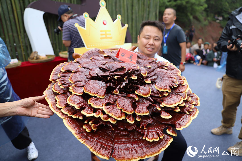 摘得菌王的靈芝菌重9.35kg、直徑88cm。人民網記者 李發興攝
