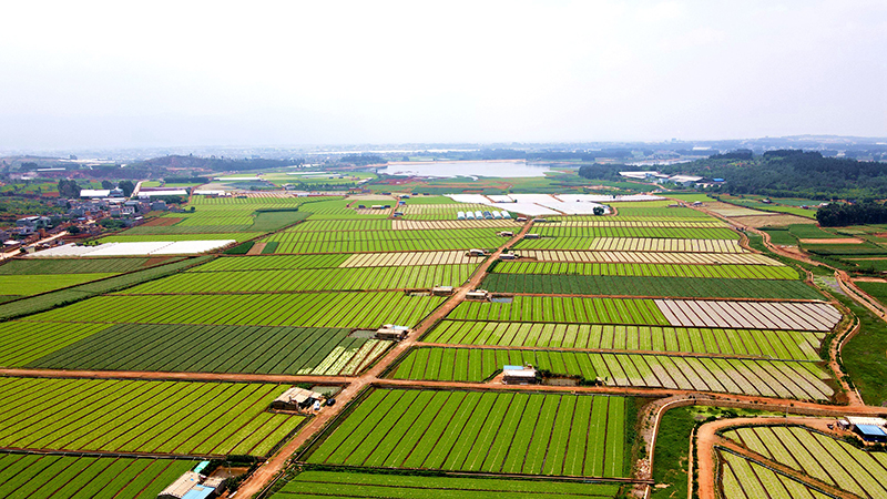芳華鎮龍潭村露天蔬菜種植基地。