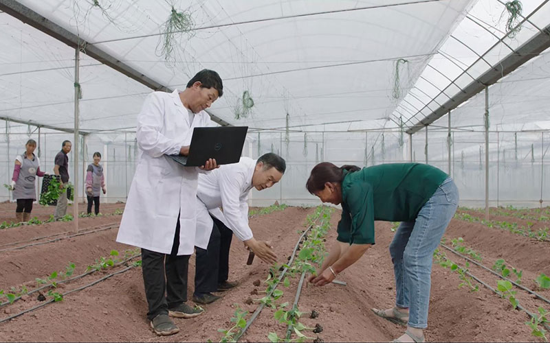 技術員正在對農戶進行栽種黃瓜苗指導。彌渡縣融媒體中心供圖