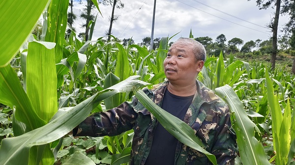 白云天在地里查看玉米长势。侯秋强摄