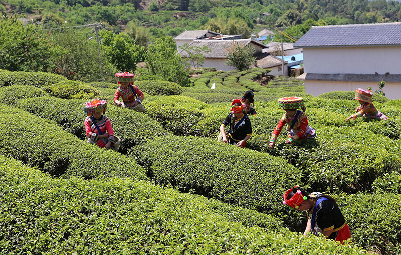 永兴村茶叶基地。