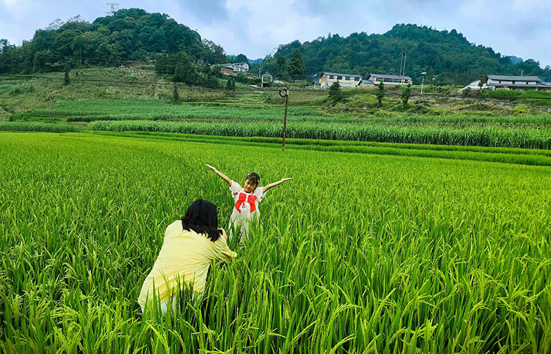 稻田成靓丽风景。