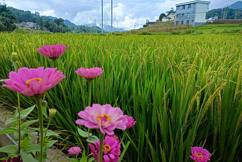 稻田成靓丽风景。