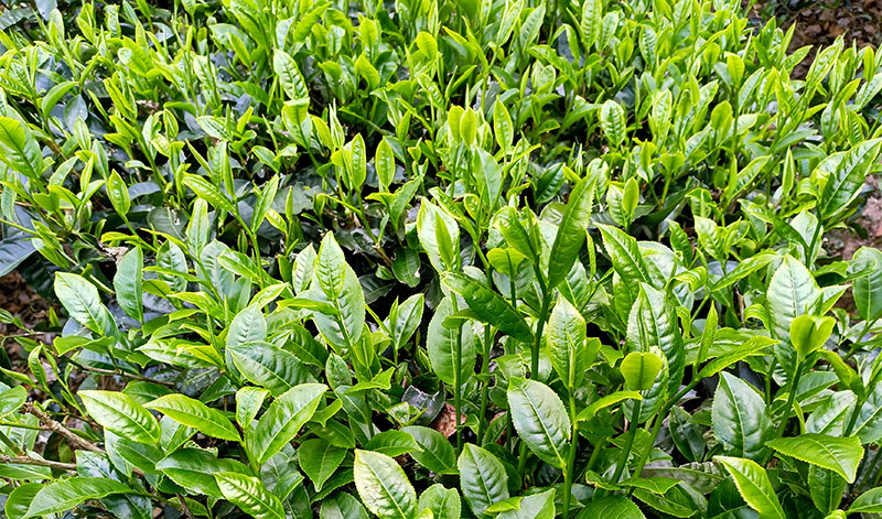 夏秋茶迎来采收季。