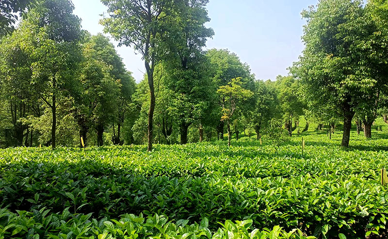 茶园郁郁葱葱。