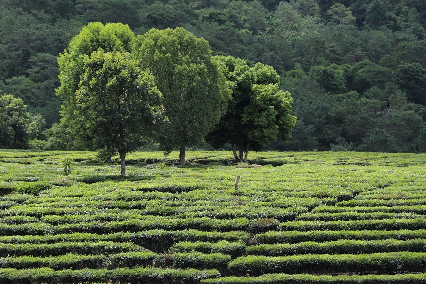 茶园变景区。景东县融媒体中心供图