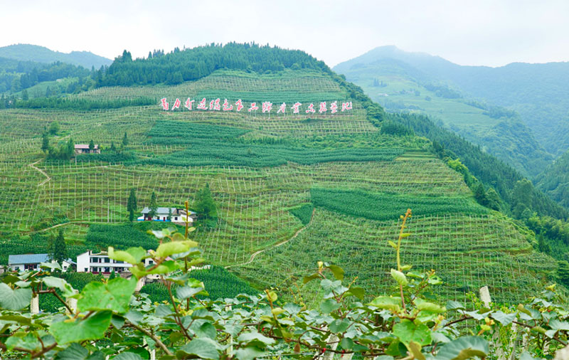 麟凤镇金鸡村猕猴桃基地。