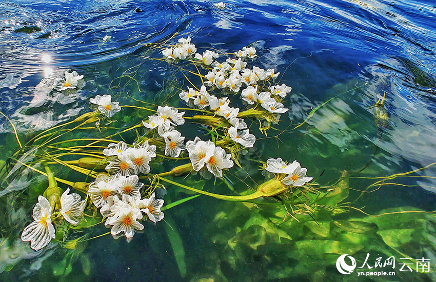 洱海海菜花。王夏磊攝