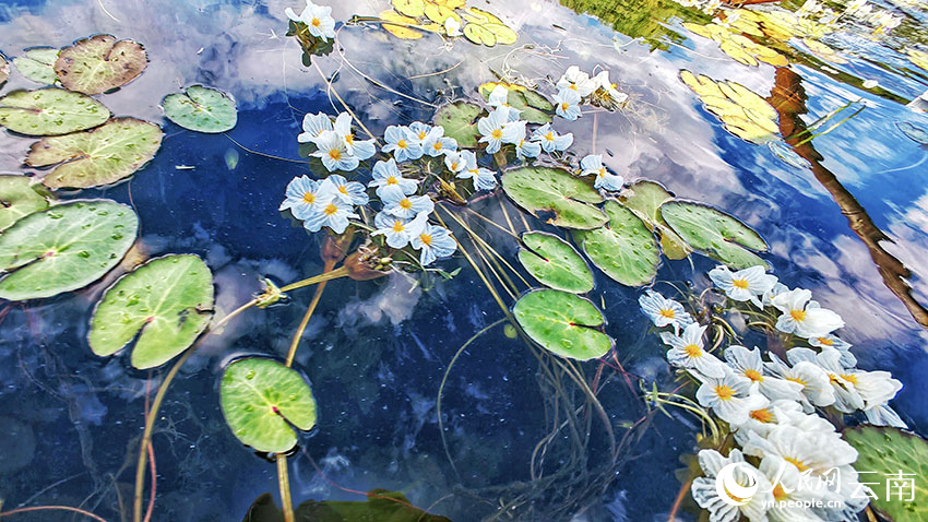 洱海海菜花。王夏磊攝