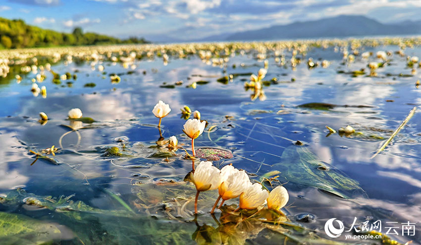 洱海海菜花。王夏磊攝