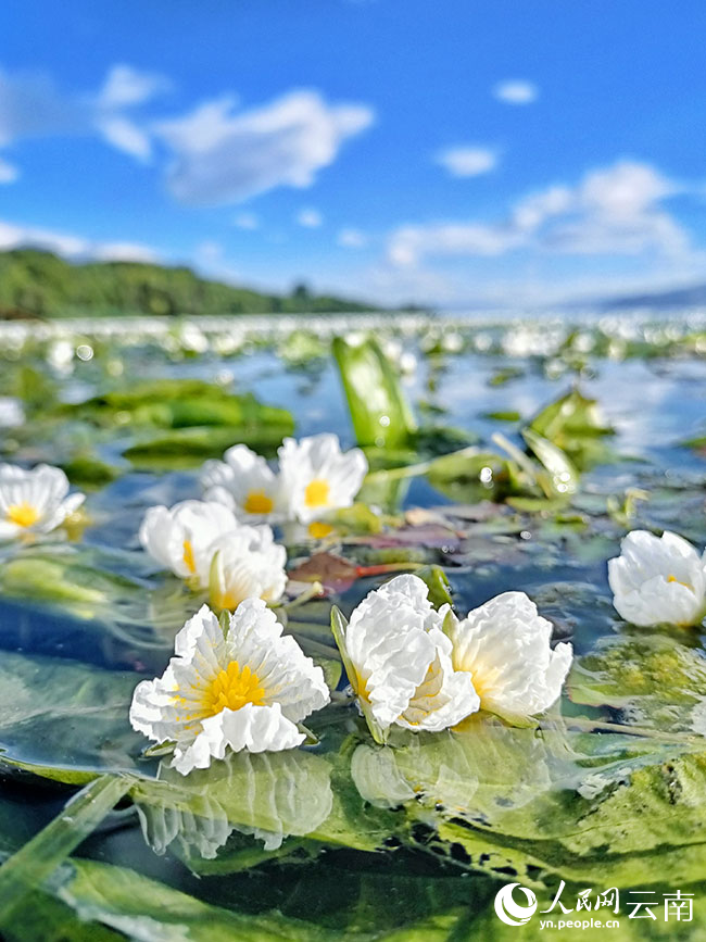 洱海海菜花。王夏磊攝