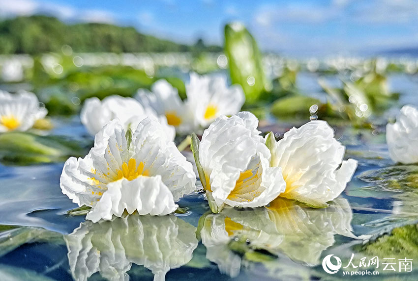 洱海海菜花。王夏磊攝